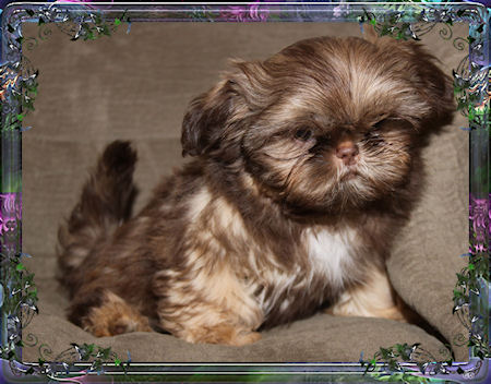 Karter is a beautiful imperial male that lives in Las Vegas